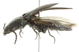 Image of Neopristilophus maurus