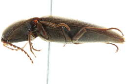 Image of <i>Melanotus similis</i>