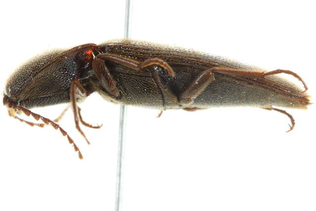 Image de <i>Melanotus similis</i>