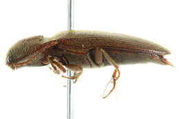 صورة Melanotus opacicollis