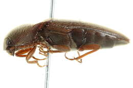 صورة Melanotus opacicollis