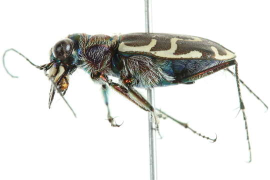 Image of Bronzed Tiger Beetle