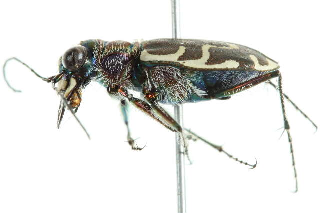 Image de Cicindela (Cicindela) repanda Dejean 1825