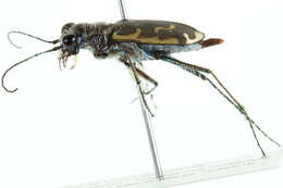 Image of Bronzed Tiger Beetle