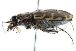 Image of Bronzed Tiger Beetle