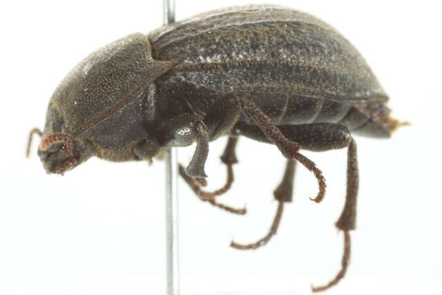 Image of Darkling beetle