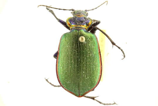 Слика од Calosoma (Calosoma) scrutator (Fabricius 1775)