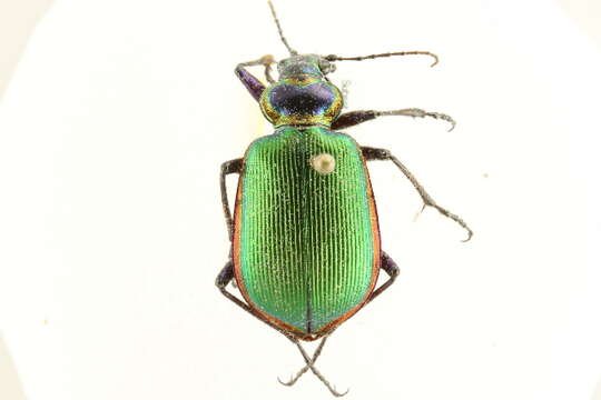 Слика од Calosoma (Calosoma) scrutator (Fabricius 1775)