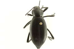 Image of Eleodes (Eleodes) hispilabris (Say 1824)