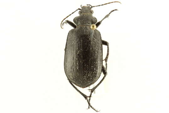 Слика од <i>Calosoma marginalis</i>