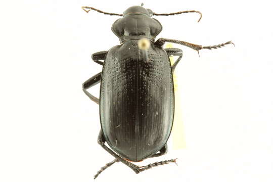 Image of <i>Calosoma marginalis</i>