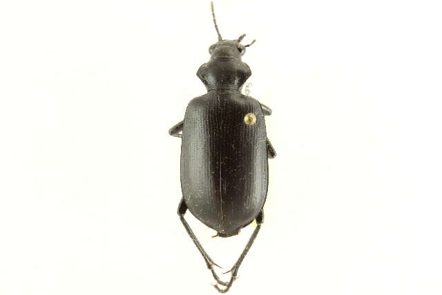 Слика од Calosoma