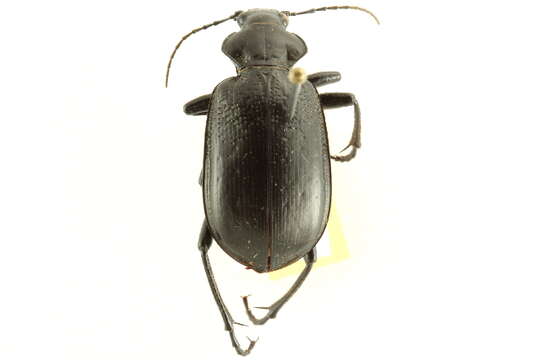 Imagem de <i>Calosoma marginalis</i>