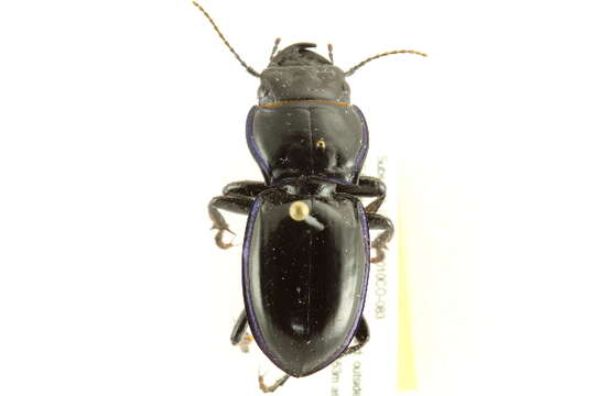 Image of Pasimachus (Pasimachus) elongatus Le Conte 1846