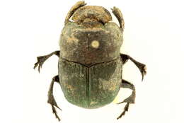 Image of Rainbow Scarab