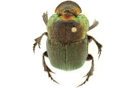 Image of Rainbow Scarab