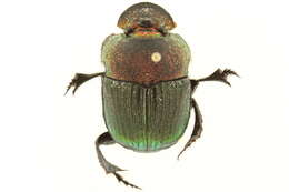 Image of Rainbow Scarab