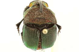 Image of Rainbow Scarab