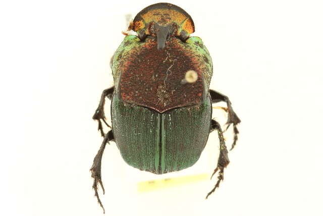 Image of Rainbow Scarab