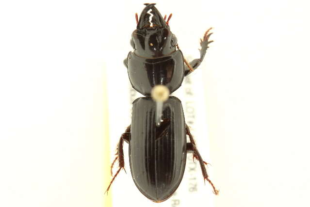 صورة Scarites (Scarites) subterraneus Fabricius 1775