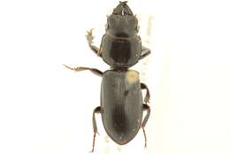 صورة Scarites (Scarites) subterraneus Fabricius 1775