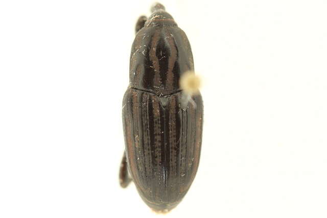Image of Sphenophorus australis