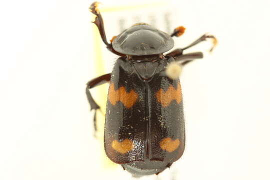 Image of Roundneck Sexton Beetle