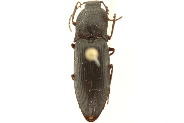 Image of Neopristilophus maurus