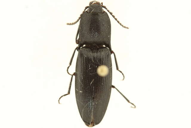 Image of Neopristilophus maurus