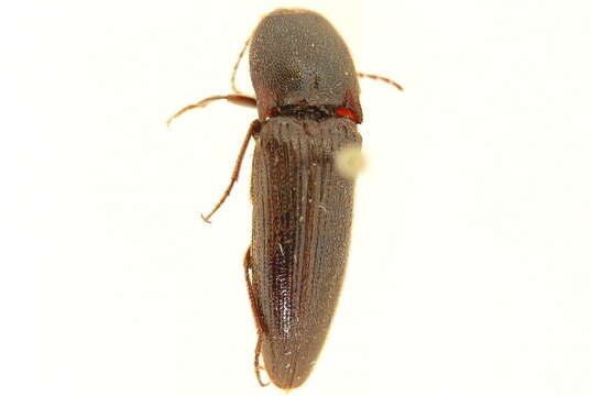 Image of <i>Melanotus similis</i>