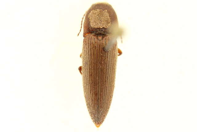 صورة Melanotus opacicollis