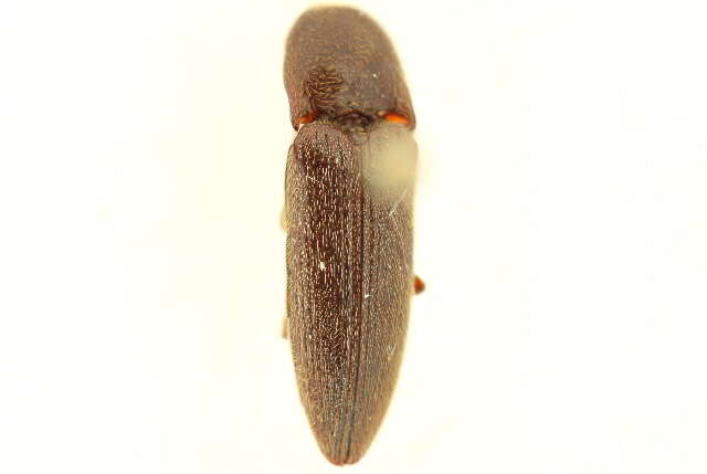 صورة Melanotus opacicollis