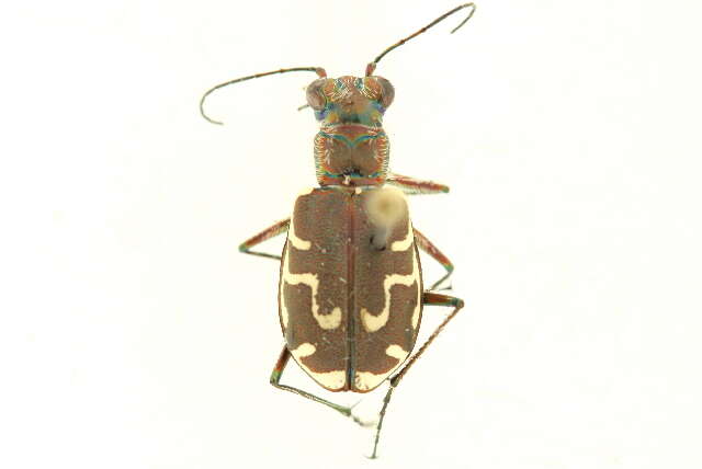 Image of Bronzed Tiger Beetle