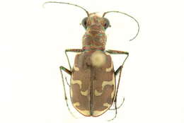 Image de Cicindela (Cicindela) repanda Dejean 1825