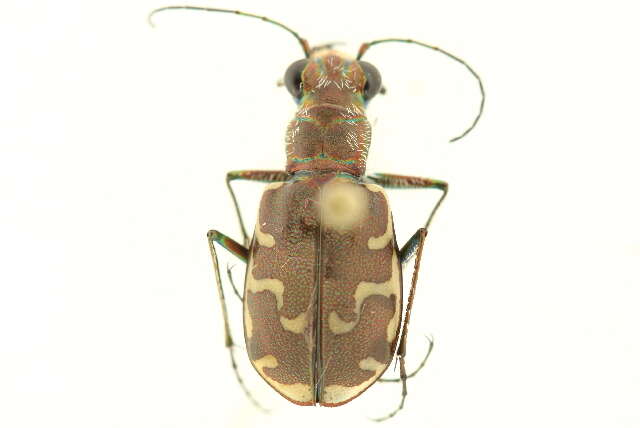 Image of Bronzed Tiger Beetle