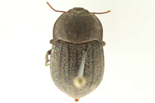 Image of Darkling beetle