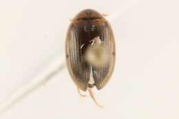 Image of predaceous diving beetles