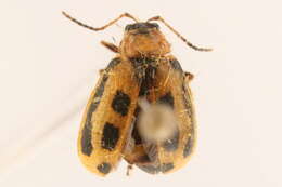 Sivun Cerotoma trifurcata (Forster 1771) kuva