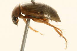 Image of predaceous diving beetles