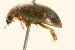 Image of predaceous diving beetles