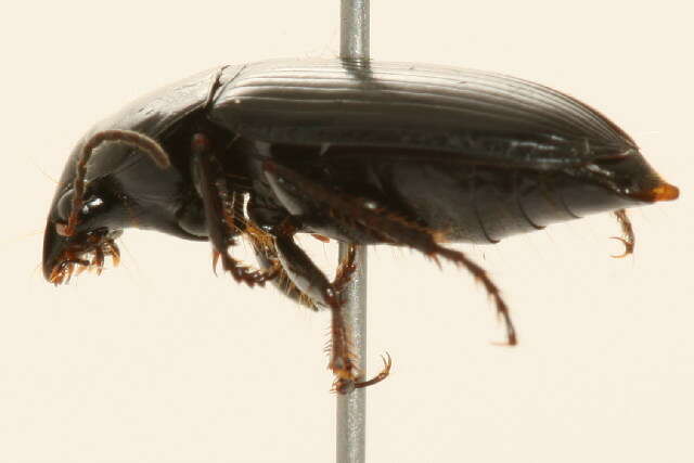 Image of Harpalus (Harpalus) fuscipalpis Sturm 1818