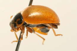 Image of Polished Lady Beetle