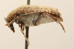 Image of Amblycerus