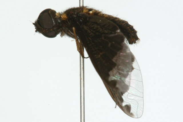 Image of Sinuous Bee Fly