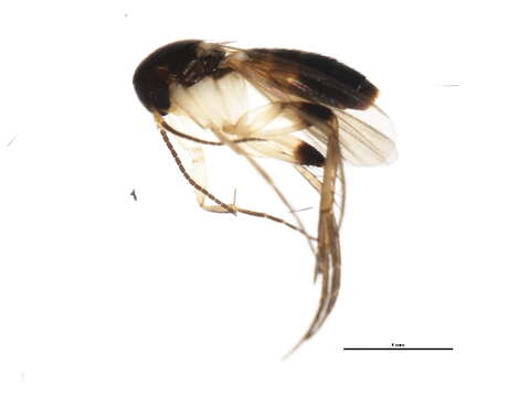 Image of <i>Sceptonia nigra</i>