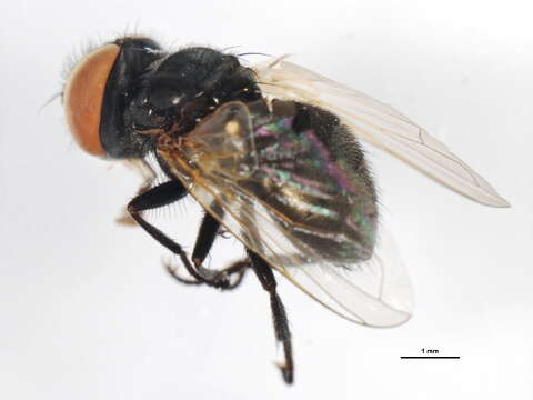 Image of Phasia