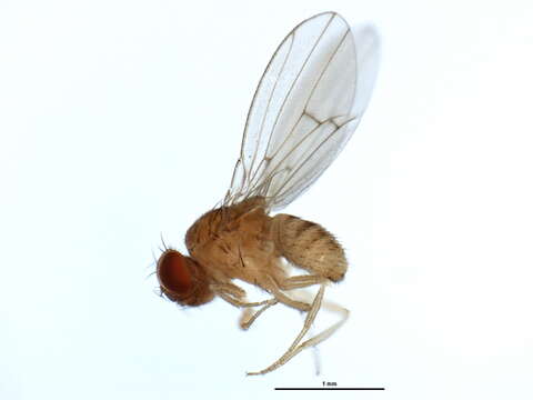 Imagem de Drosophila putrida Sturtevant 1916