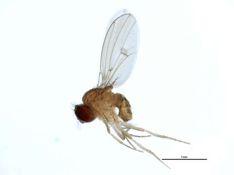 Imagem de Drosophila putrida Sturtevant 1916