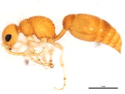 Bradynobaenidae resmi