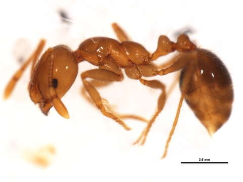 Image of Fire Ants and Thief Ants